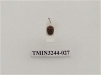 藏品(茄二十八星瓢蟲)的圖片